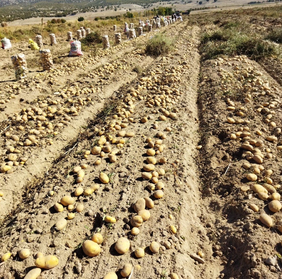 Türkiye'nin en iyi kızartmalık patatesi Bayat ilçesinde yetişiyor