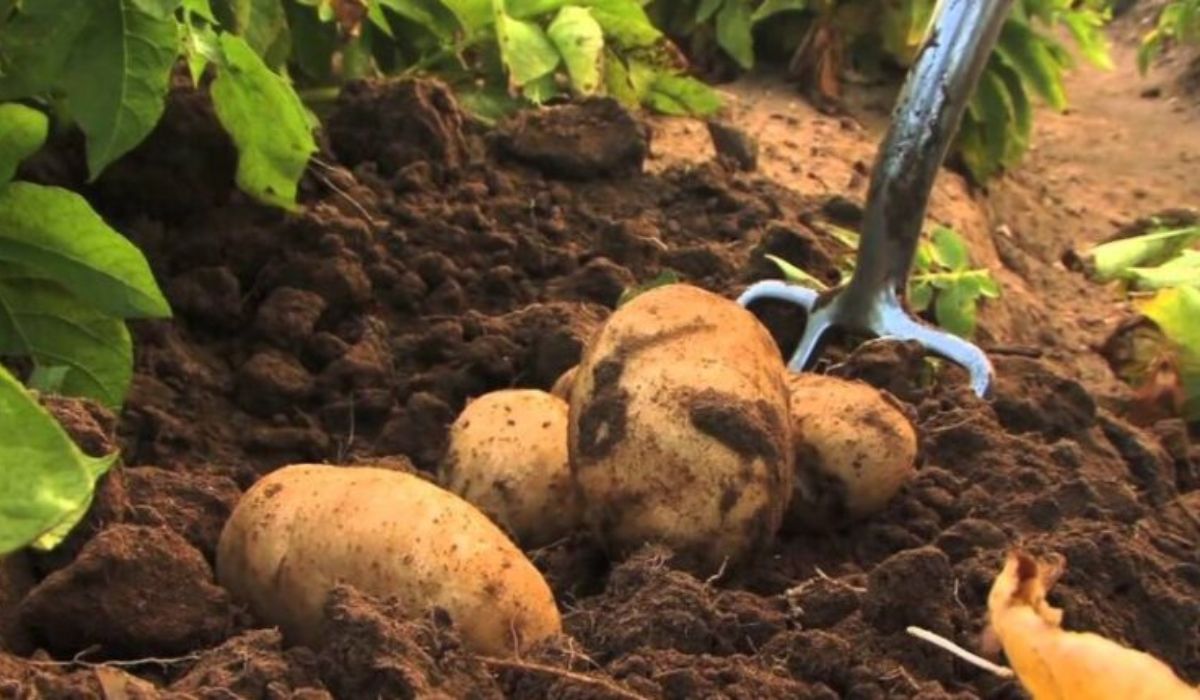 Patates nasıl yetiştirilir? Patates tohum seçimi, Patates hangi toprakta yetişir?